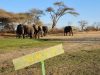 🐘 Elephants Drop By the Clubhouse at the World’s ‘Wildest’ Golf Course skukuza golf club elephant, Golf club invaded by Elephant, Elephant at Golf club, Animal invades Golf Course. Golf course that has animal. Elephant visits at Golf club House. World's 'Wildest' Golf Course.Skukuza Golf Club, famously situated within the Kruger National Park.Tales of wildlife. Roaming elephant at Golf Course. Golf Course Turns into Wild life. Golfers safety at Golf club house.