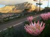 6 Key Insights into Cape Town’s Floral Wealth Table Mountain plant diversity. Fynbos conservation. Cape Peninsula endemic plants. UCT botanical research. Cape Town biodiversity hotspot. Cape Town wildflowers checklist.