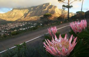 6 Key Insights into Cape Town’s Floral Wealth Table Mountain plant diversity. Fynbos conservation. Cape Peninsula endemic plants. UCT botanical research. Cape Town biodiversity hotspot. Cape Town wildflowers checklist.