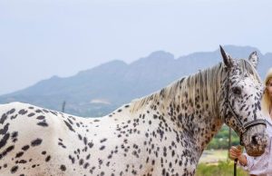 How Stellenbosch University is Using Horses to Redefine Leadership Stellenbosch University HERD programme. leadership development South Africa. Prof Sandra Swart. embodied leadership. non-verbal communication skills. Equine-assisted leadership training