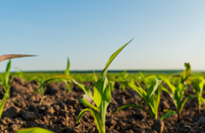 How UP is Redefining Sustainable Farming University of Pretoria NATAE project. agroecology Africa. sustainable farming South Africa. North African Transition to Agroecology. UP agriculture research. climate-resilient farming. AI in African agriculture.