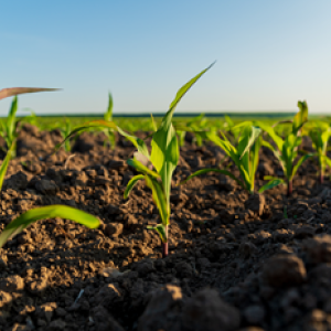 University of Pretoria NATAE project. agroecology Africa. sustainable farming South Africa. North African Transition to Agroecology. UP agriculture research. climate-resilient farming. AI in African agriculture.