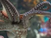World Cup Hype: Cape Town’s Resident Octopus Picks Winner for Bafana vs. Mexico Opener! Octopus predicts World Cup, Two Oceans Aquarium, Bafana Bafana vs Mexico prediction, Cherry the octopus, World Cup 2026 opener kick off. Two Oceans Aquarium Octopus Predicts Bafana Bafana vs Mexico Winner