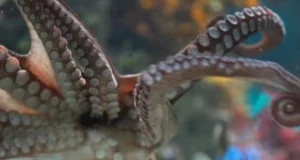 World Cup Hype: Cape Town’s Resident Octopus Picks Winner for Bafana vs. Mexico Opener! Octopus predicts World Cup, Two Oceans Aquarium, Bafana Bafana vs Mexico prediction, Cherry the octopus, World Cup 2026 opener kick off. Two Oceans Aquarium Octopus Predicts Bafana Bafana vs Mexico Winner