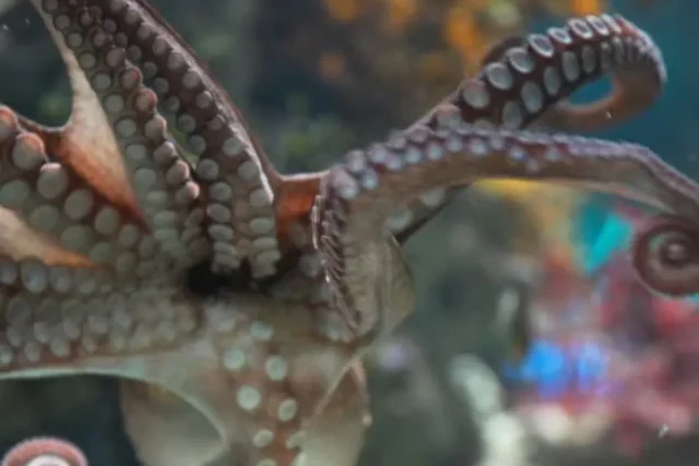 Octopus predicts World Cup, Two Oceans Aquarium, Bafana Bafana vs Mexico prediction, Cherry the octopus, World Cup 2026 opener kick off. Two Oceans Aquarium Octopus Predicts Bafana Bafana vs Mexico Winner