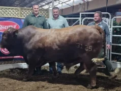 Legendary Bok Brothers Smash Records with R1.1-Million Bull Sale Bismarck du Plessis bull sale, Jannie du Plessis Janmarck stud, Beefmaster auction Parys, South African farming news, record bull price South Africa. Springbok Legends Jannie and Bismarck du Plessis Sell Bull for R1.1 Million