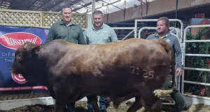 Legendary Bok Brothers Smash Records with R1.1-Million Bull Sale Bismarck du Plessis bull sale, Jannie du Plessis Janmarck stud, Beefmaster auction Parys, South African farming news, record bull price South Africa. Springbok Legends Jannie and Bismarck du Plessis Sell Bull for R1.1 Million