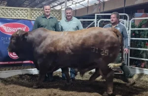 Legendary Bok Brothers Smash Records with R1.1-Million Bull Sale Bismarck du Plessis bull sale, Jannie du Plessis Janmarck stud, Beefmaster auction Parys, South African farming news, record bull price South Africa. Springbok Legends Jannie and Bismarck du Plessis Sell Bull for R1.1 Million