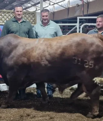 Legendary Bok Brothers Smash Records with R1.1-Million Bull Sale Bismarck du Plessis bull sale, Jannie du Plessis Janmarck stud, Beefmaster auction Parys, South African farming news, record bull price South Africa. Springbok Legends Jannie and Bismarck du Plessis Sell Bull for R1.1 Million