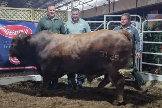 Bismarck du Plessis bull sale, Jannie du Plessis Janmarck stud, Beefmaster auction Parys, South African farming news, record bull price South Africa. Springbok Legends Jannie and Bismarck du Plessis Sell Bull for R1.1 Million